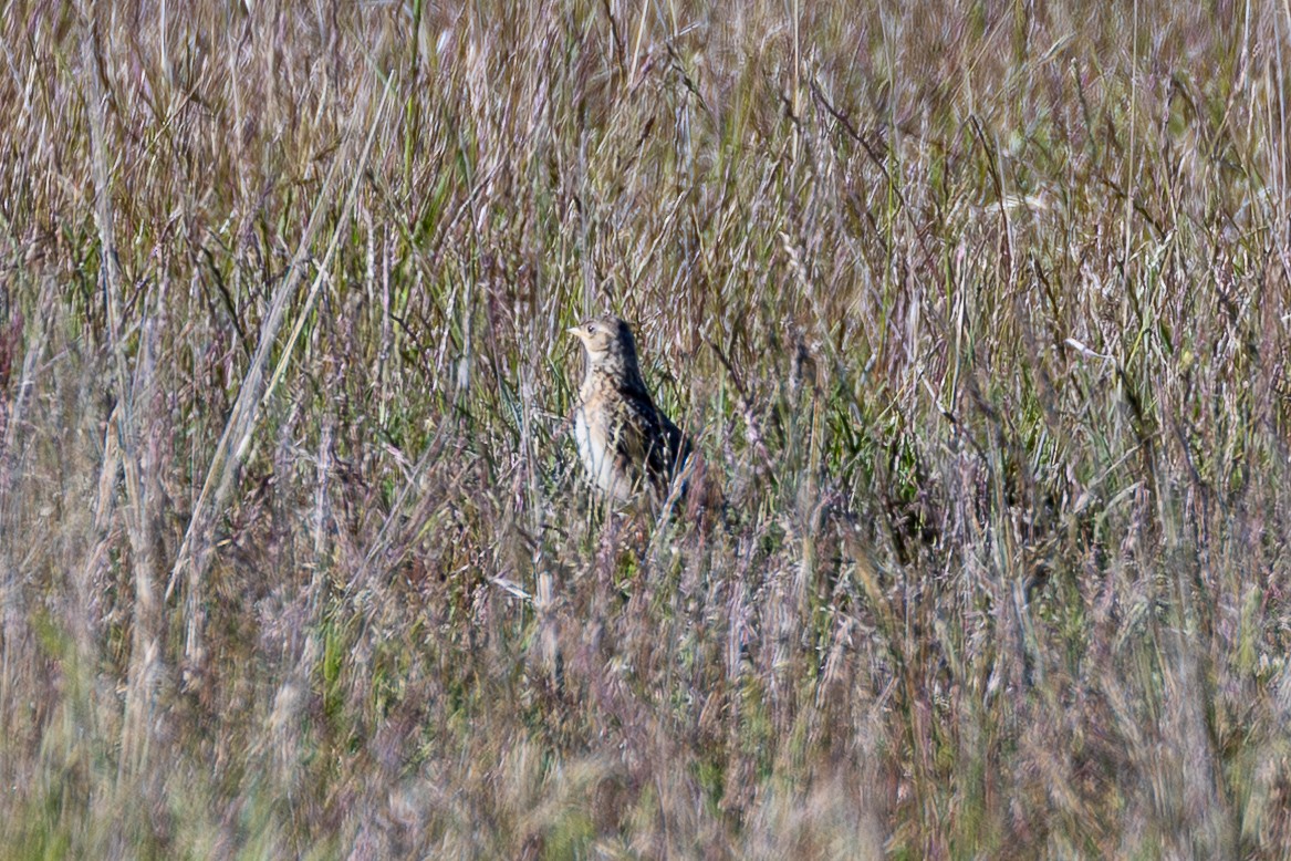 Eurasian Skylark - ML646073302