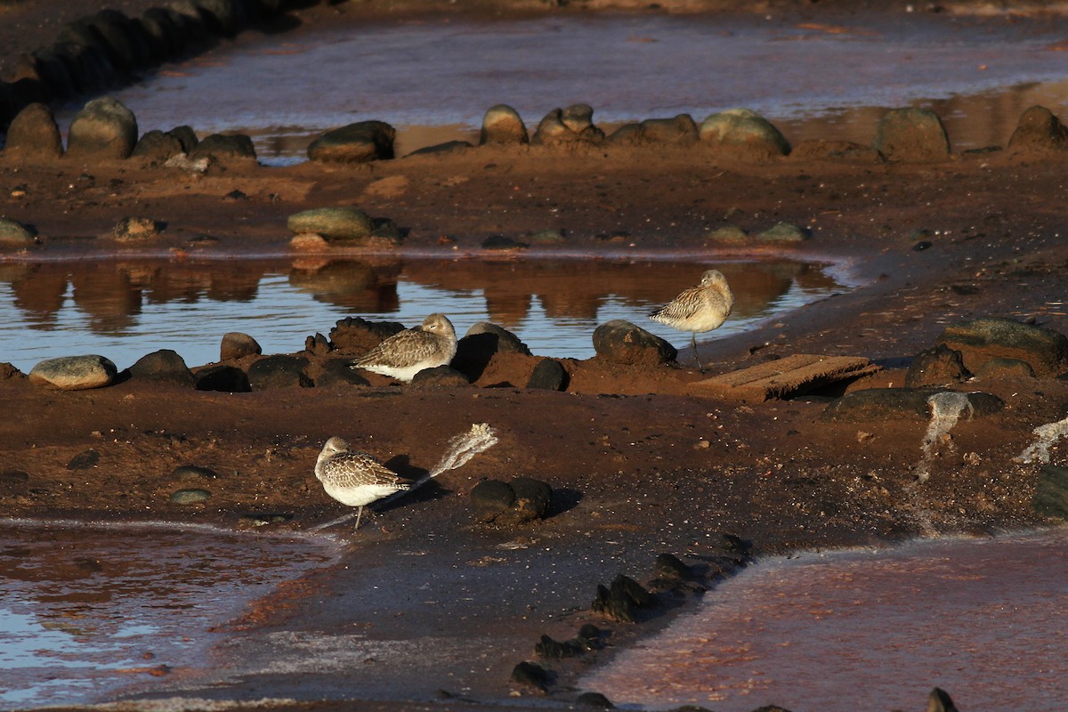 Black-bellied Plover - ML646073307