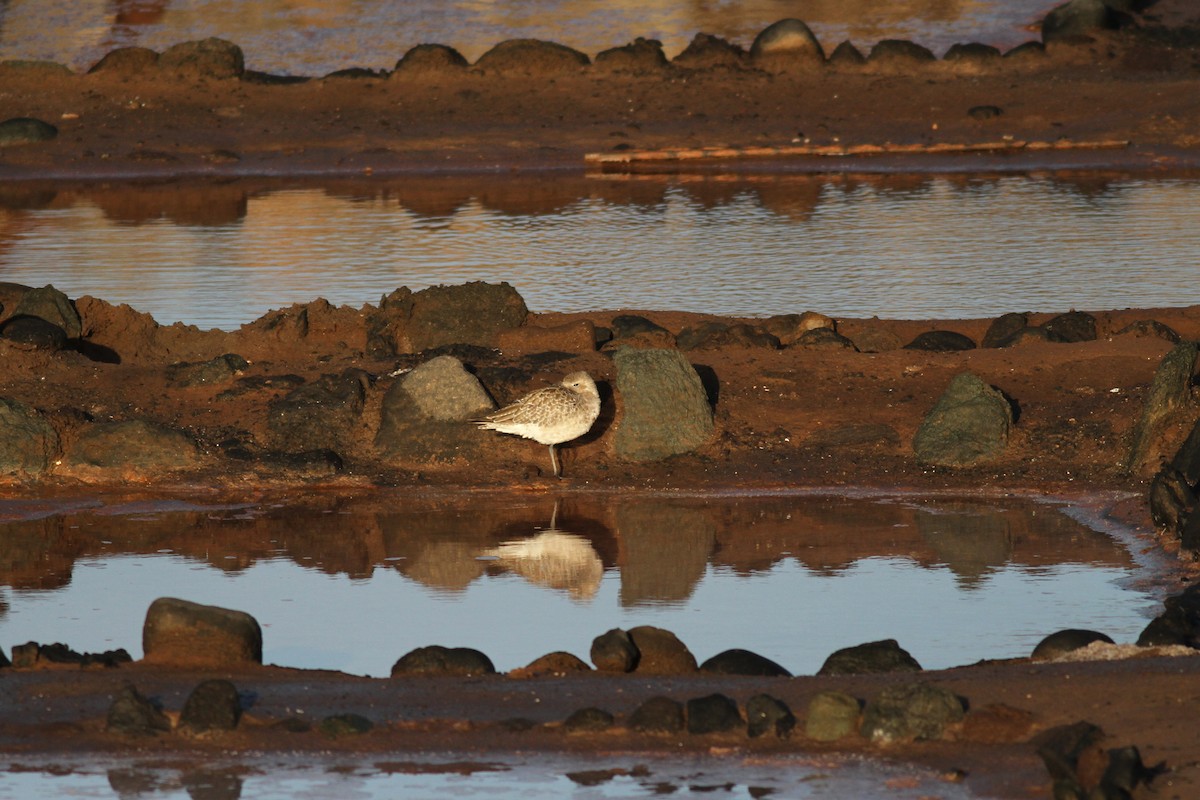 Black-bellied Plover - ML646073308