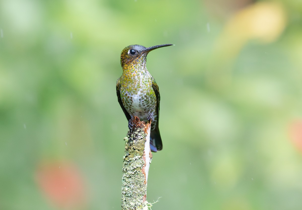 kolibřík kropenatý - ML646073311