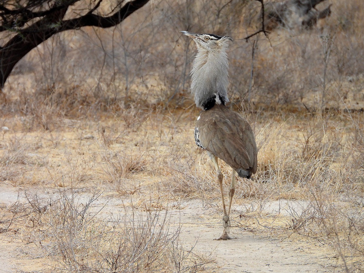 Kori Toyu - ML646073323