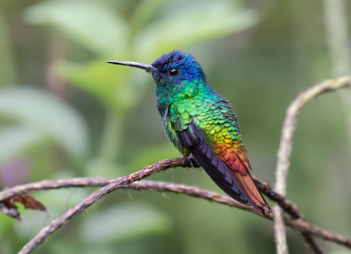 Golden-tailed Sapphire - ML646073324