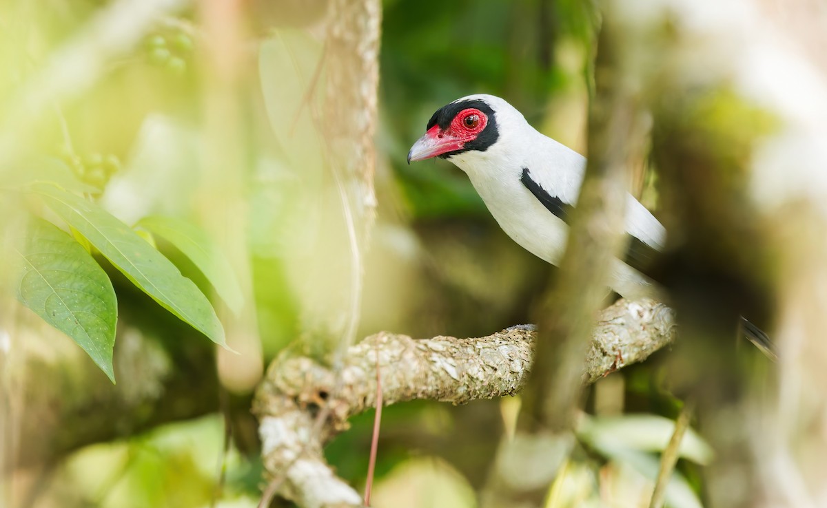 Masked Tityra - ML646073325