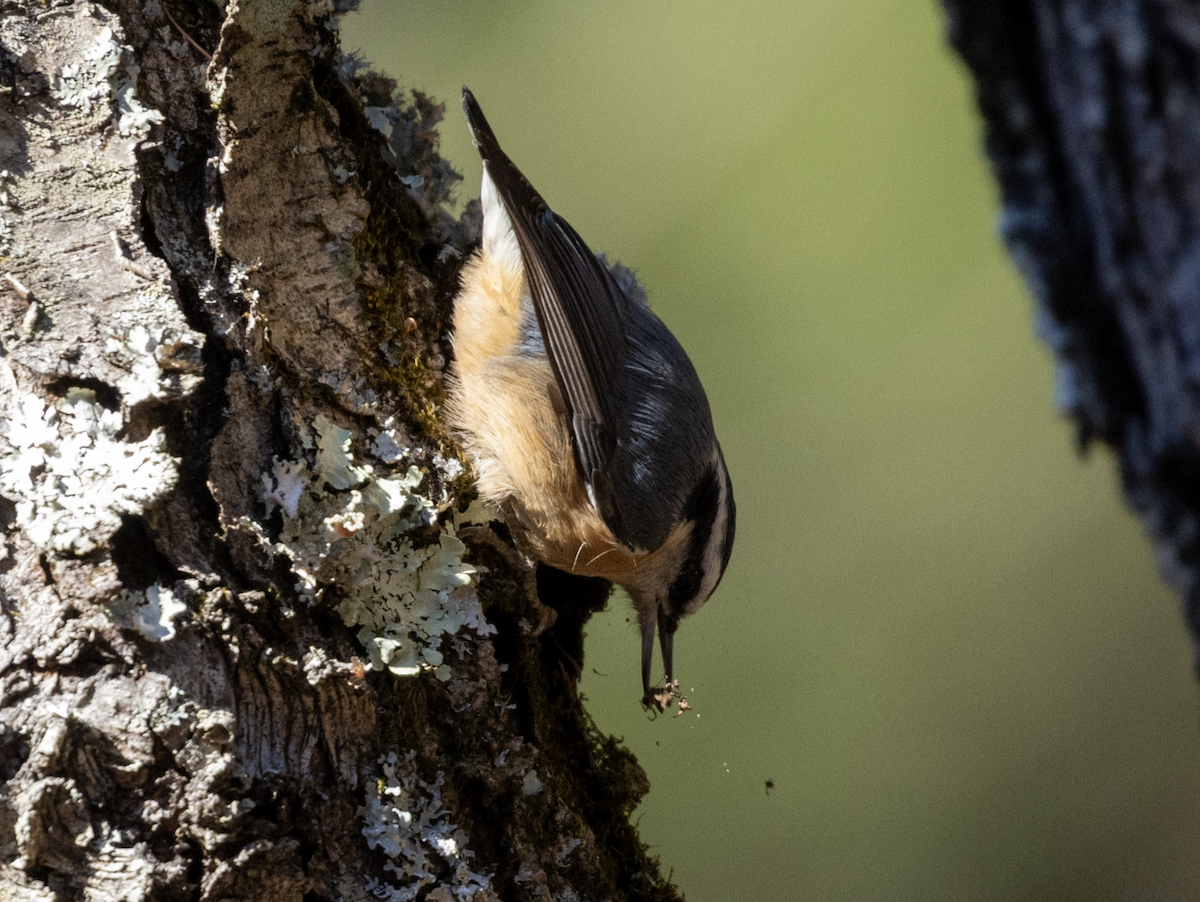 Red-breasted Nuthatch - ML646073331