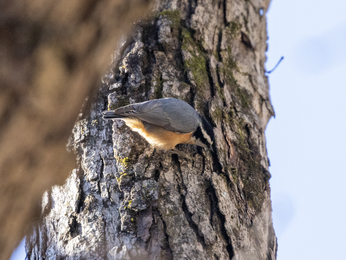 Red-breasted Nuthatch - ML646073332