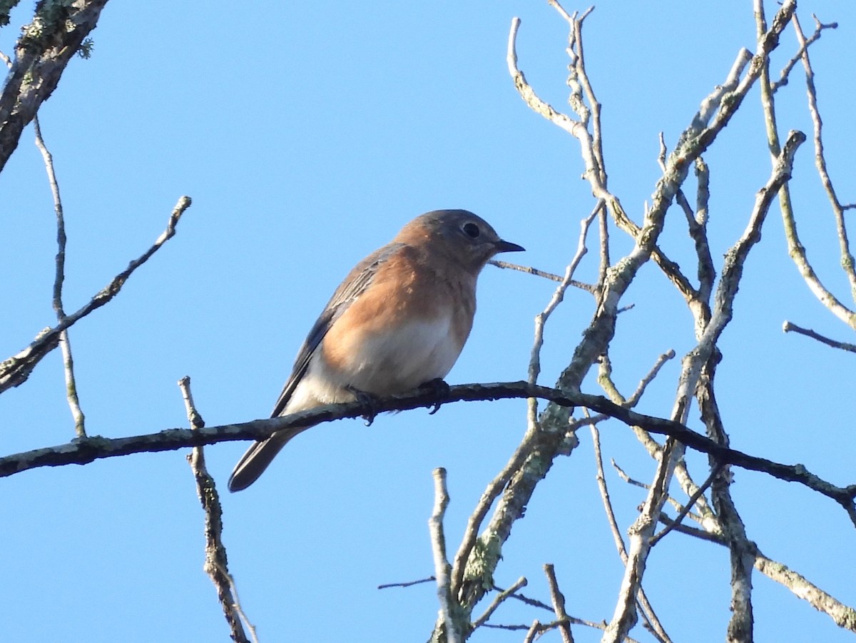 Eastern Bluebird - ML646073335