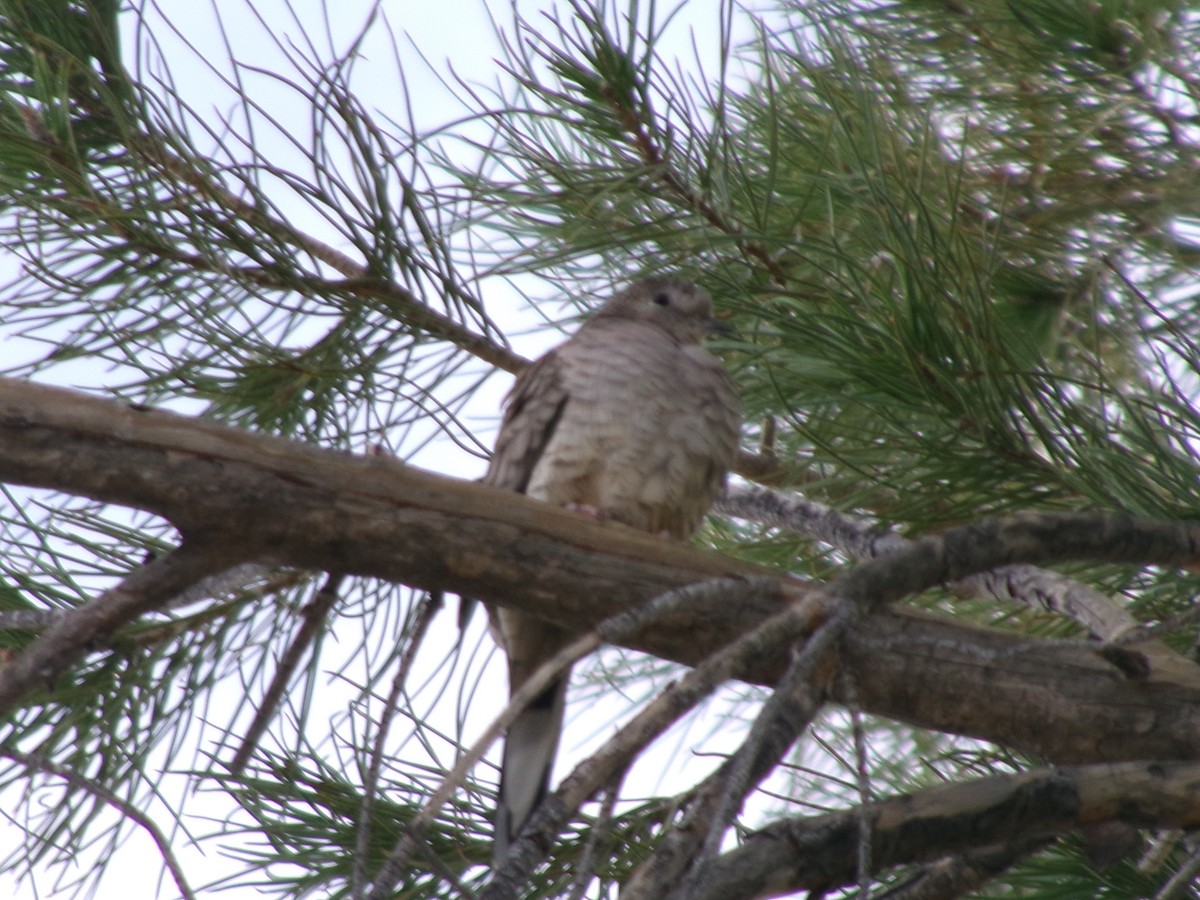 holoubek mexický - ML646073342