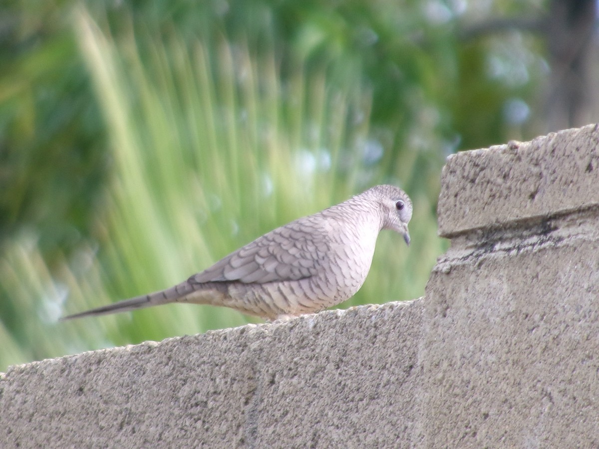 holoubek mexický - ML646073343