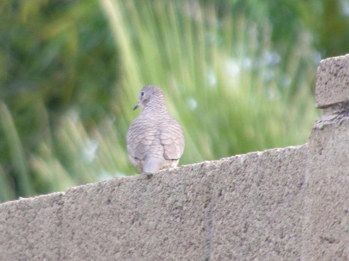 holoubek mexický - ML646073344