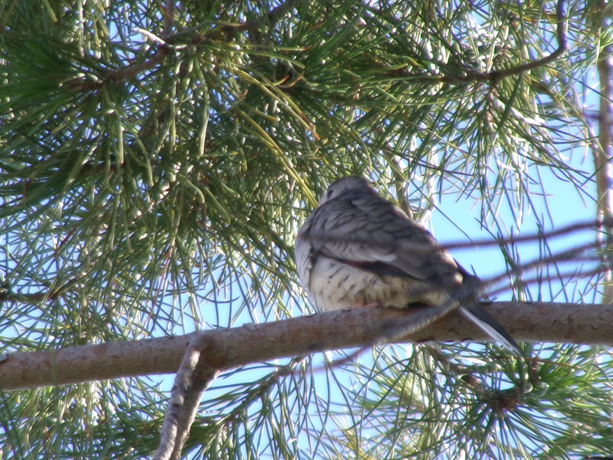 holoubek mexický - ML646073345