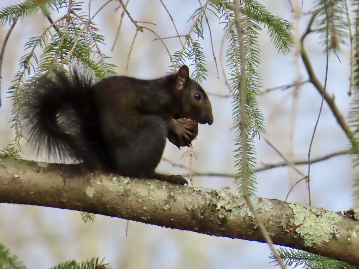 Eastern Gray Squirrel - ML646073348