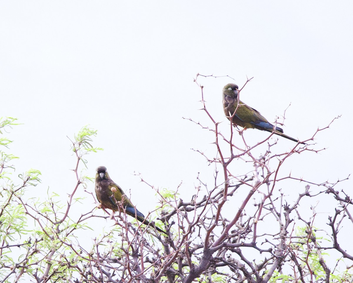 Burrowing Parakeet - ML646073351