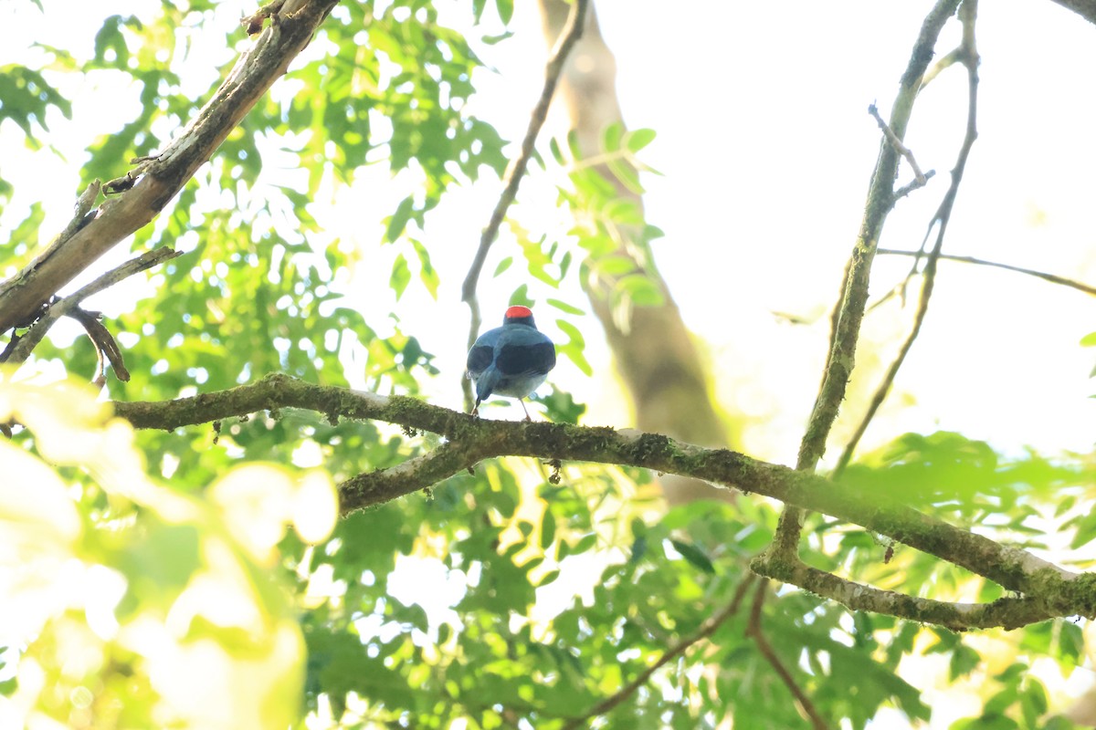 Swallow-tailed Manakin - ML646073375
