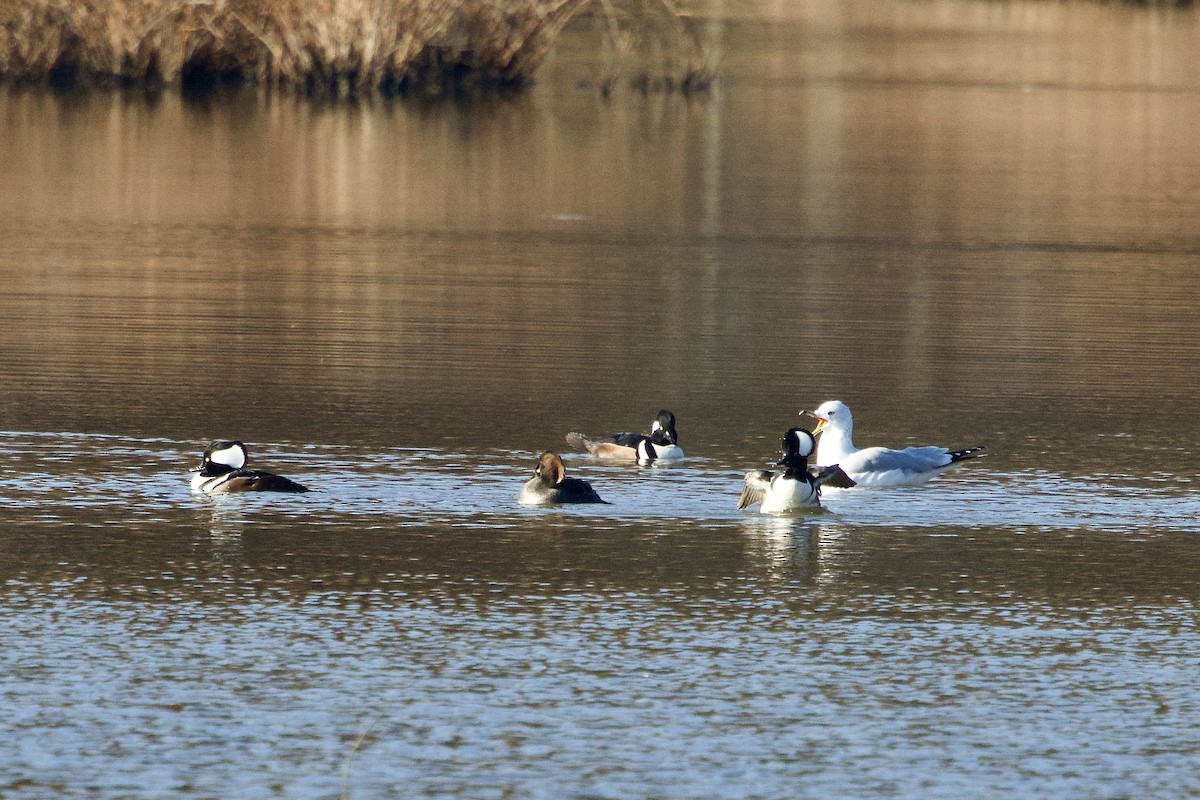Ring-billed Gull - ML646073381