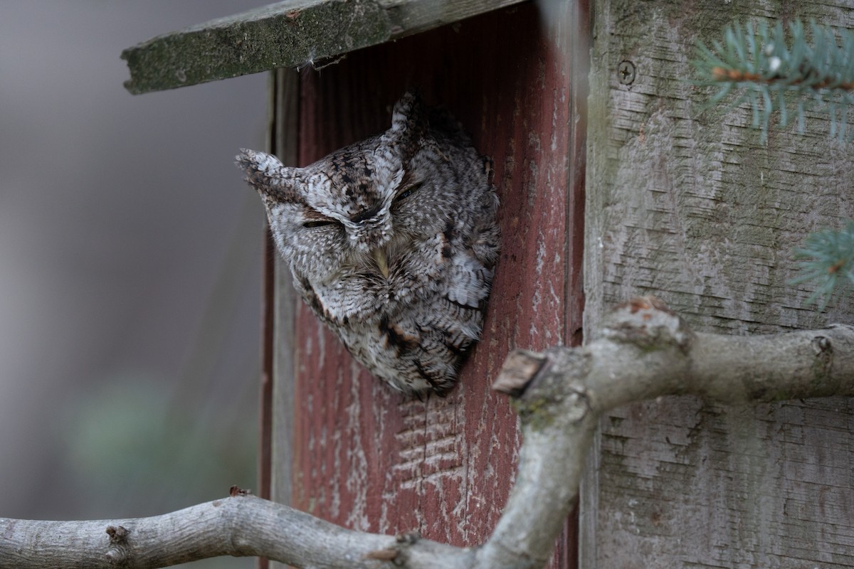 Eastern Screech-Owl - ML646073382