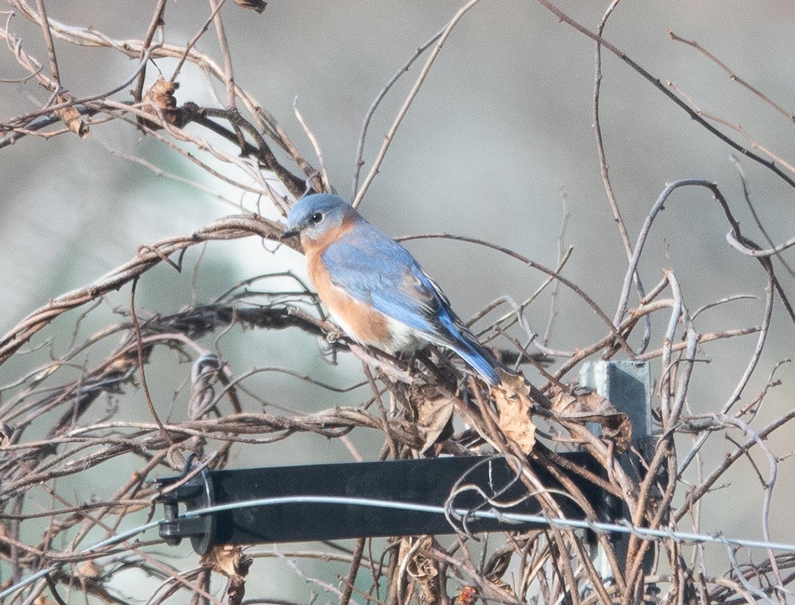 Eastern Bluebird - ML646073387