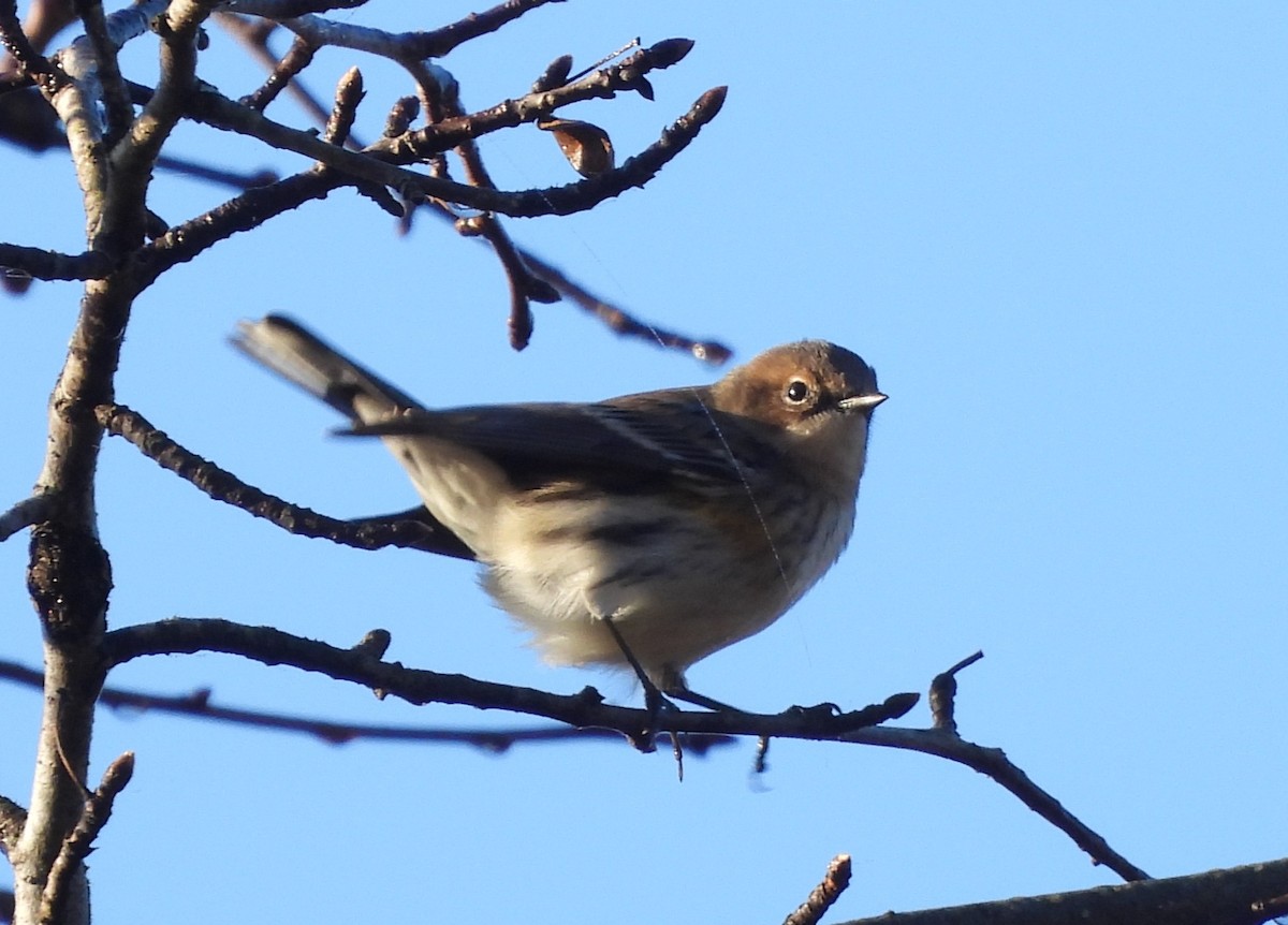 Yellow-rumped Warbler - ML646073390