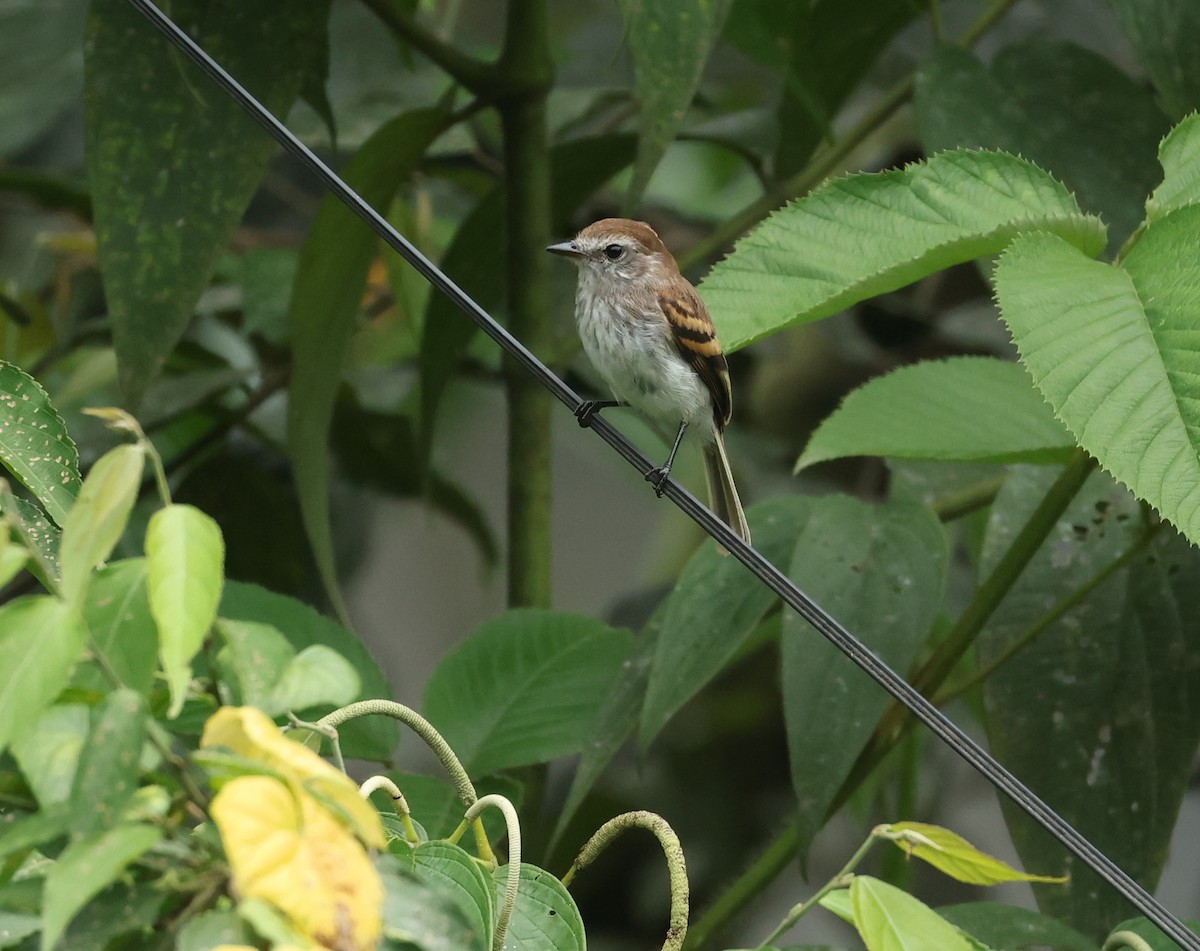 Mouse-gray Flycatcher - ML646073392