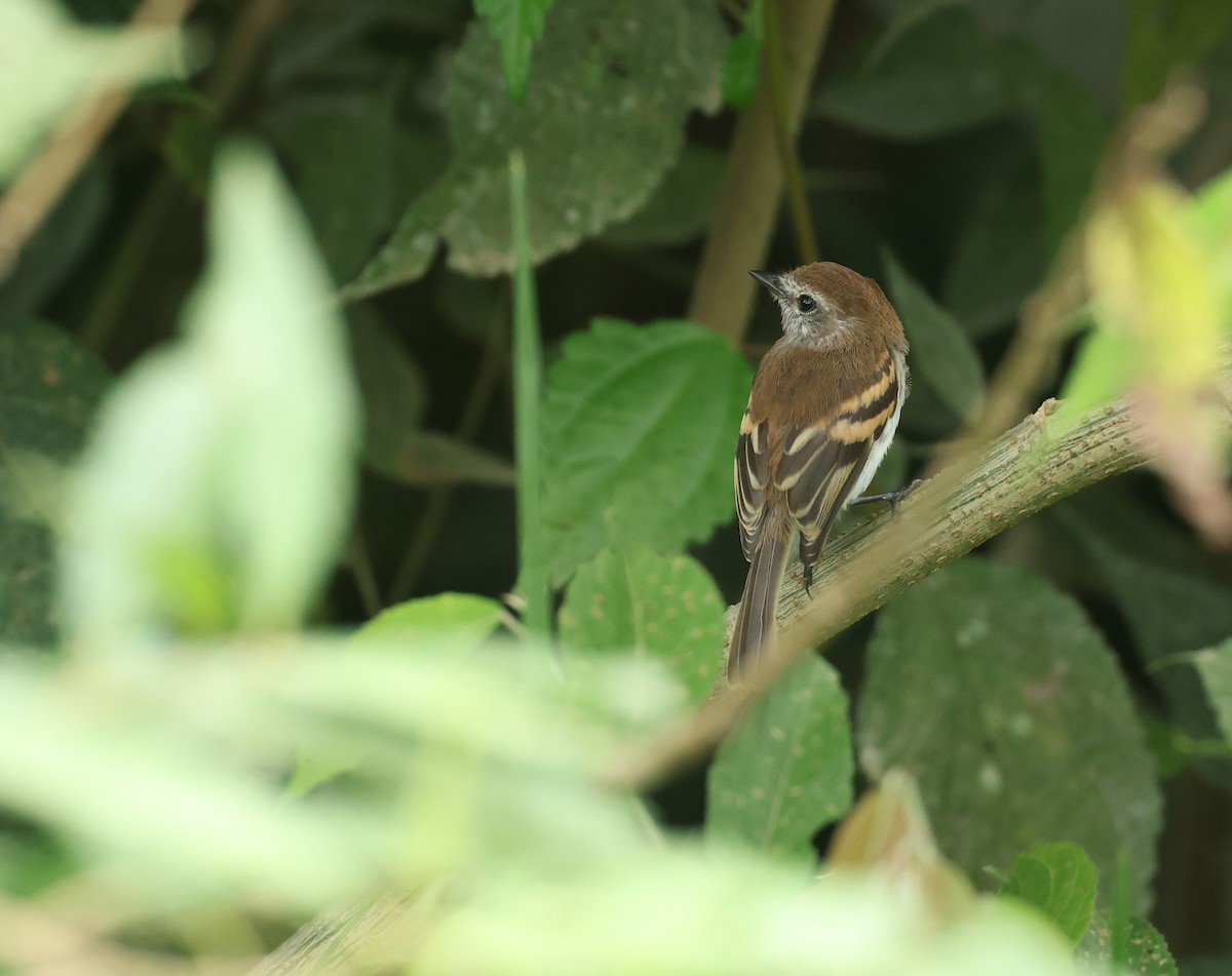 Mouse-gray Flycatcher - ML646073393