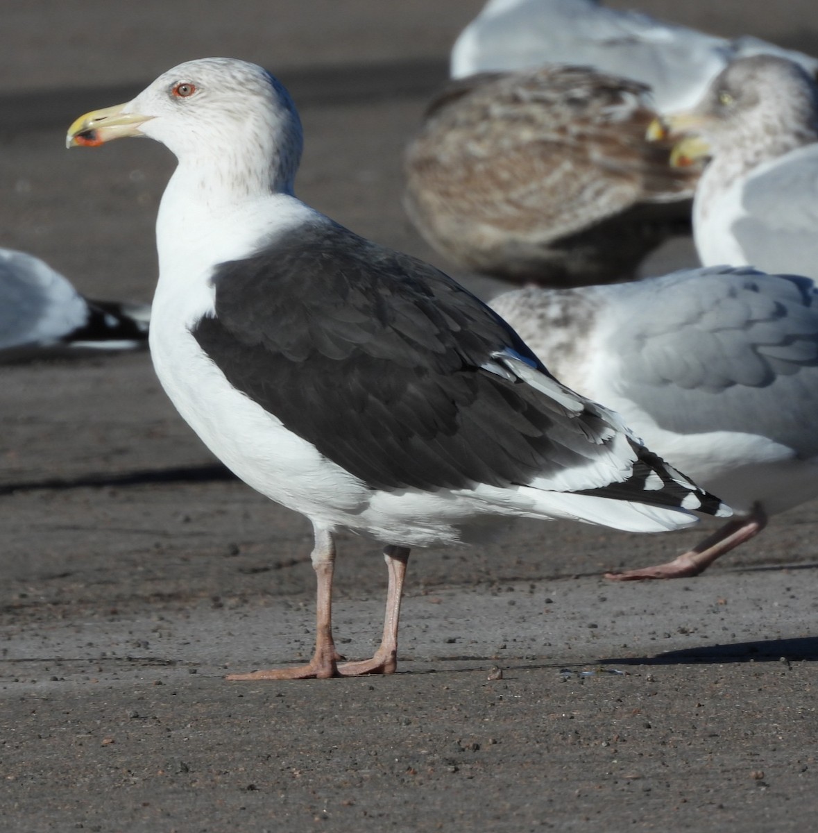 Great Black-backed Gull - ML646073395