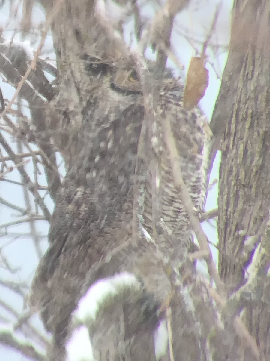 Great Horned Owl - ML646073397