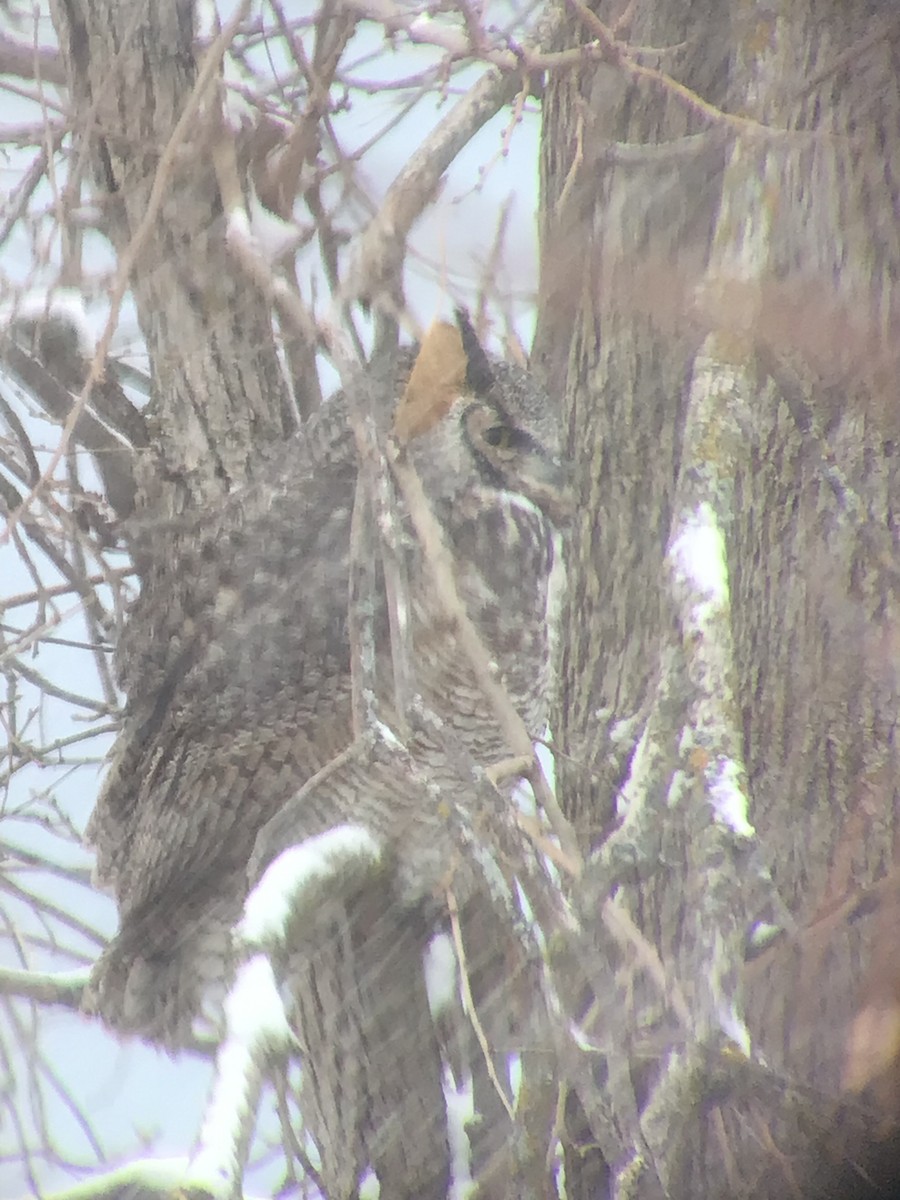 Great Horned Owl - ML646073398