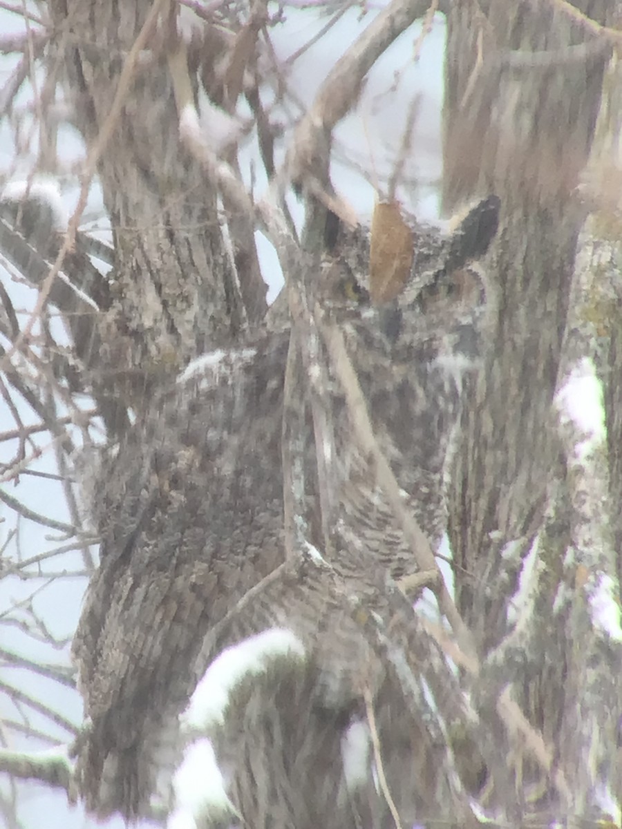 Great Horned Owl - ML646073399
