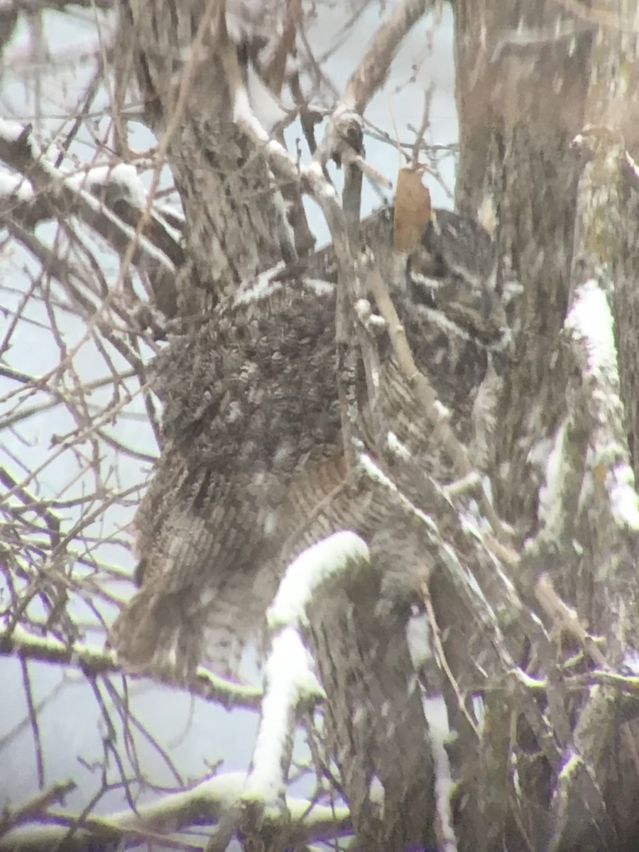 Great Horned Owl - ML646073400