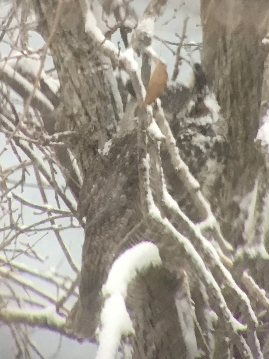 Great Horned Owl - ML646073401