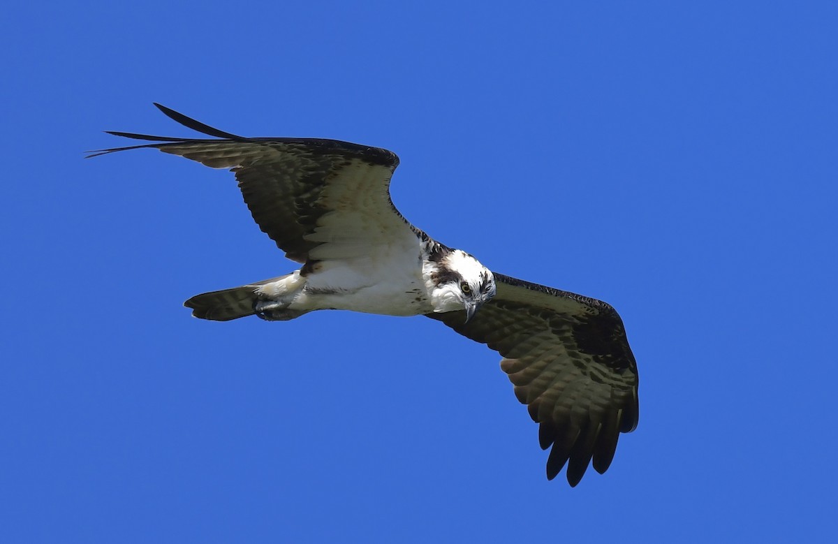 Osprey - ML646073407