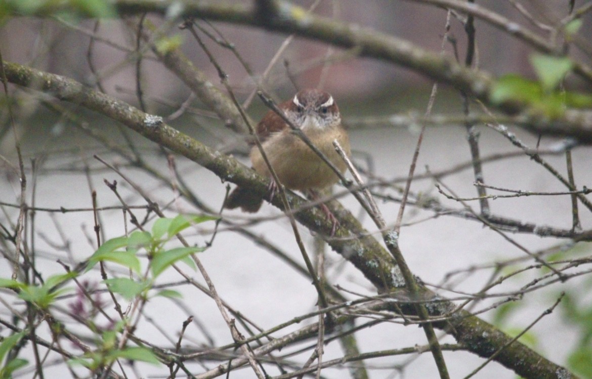 Carolina Wren - ML646073408