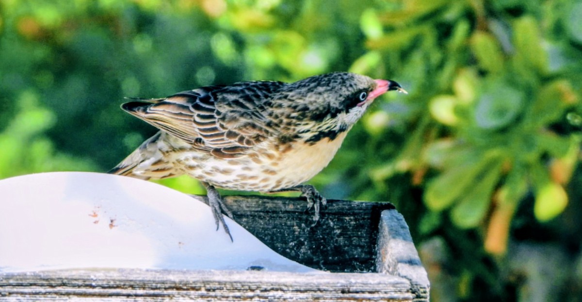 Diken Yanaklı Balkuşu - ML646073413