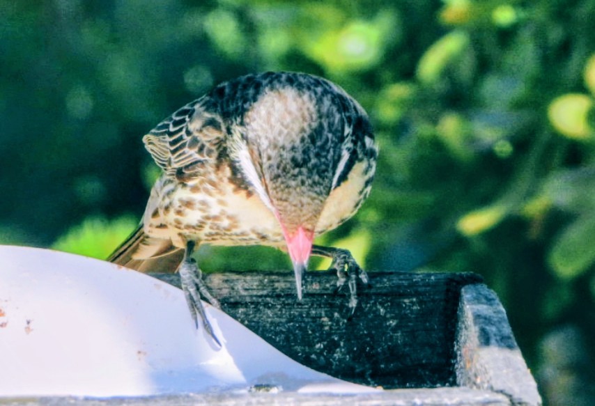 Diken Yanaklı Balkuşu - ML646073414