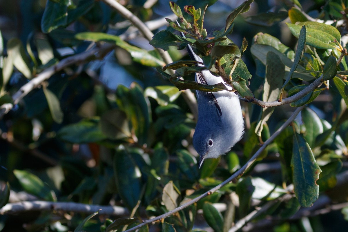 ברחשית כחלחלה - ML646073419
