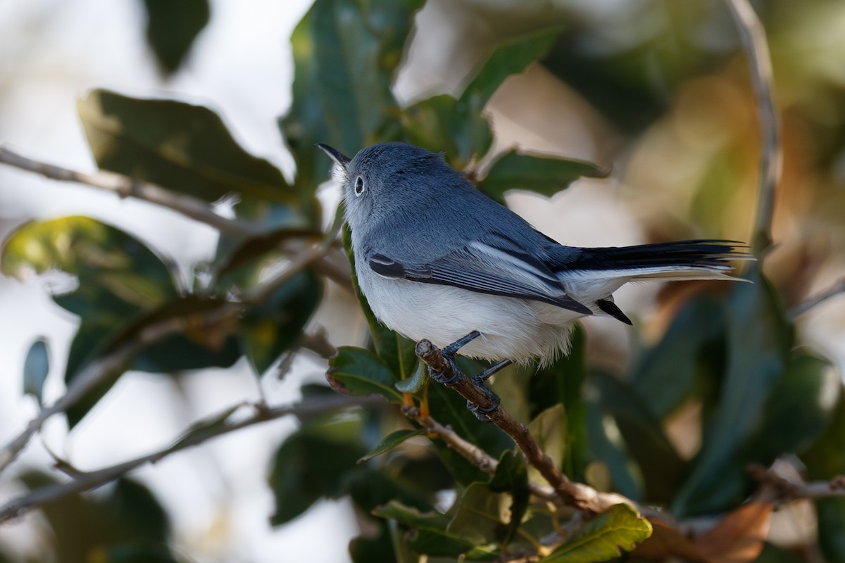 ブユムシクイ - ML646073420