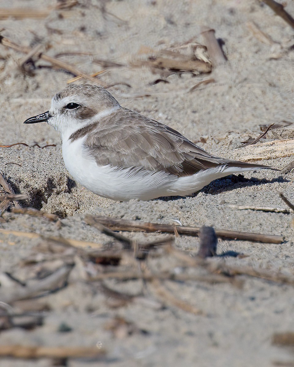 kulík západní - ML646073422