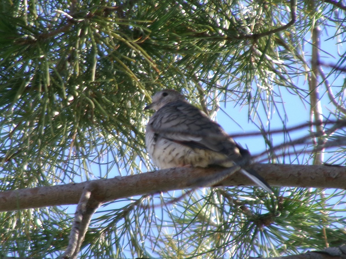 holoubek mexický - ML646073423