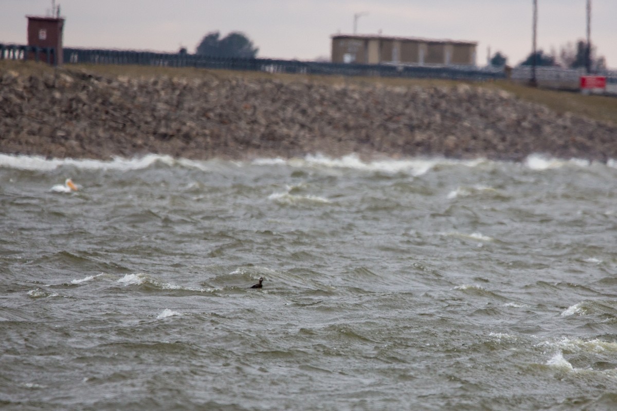 Surf Scoter - ML646073427