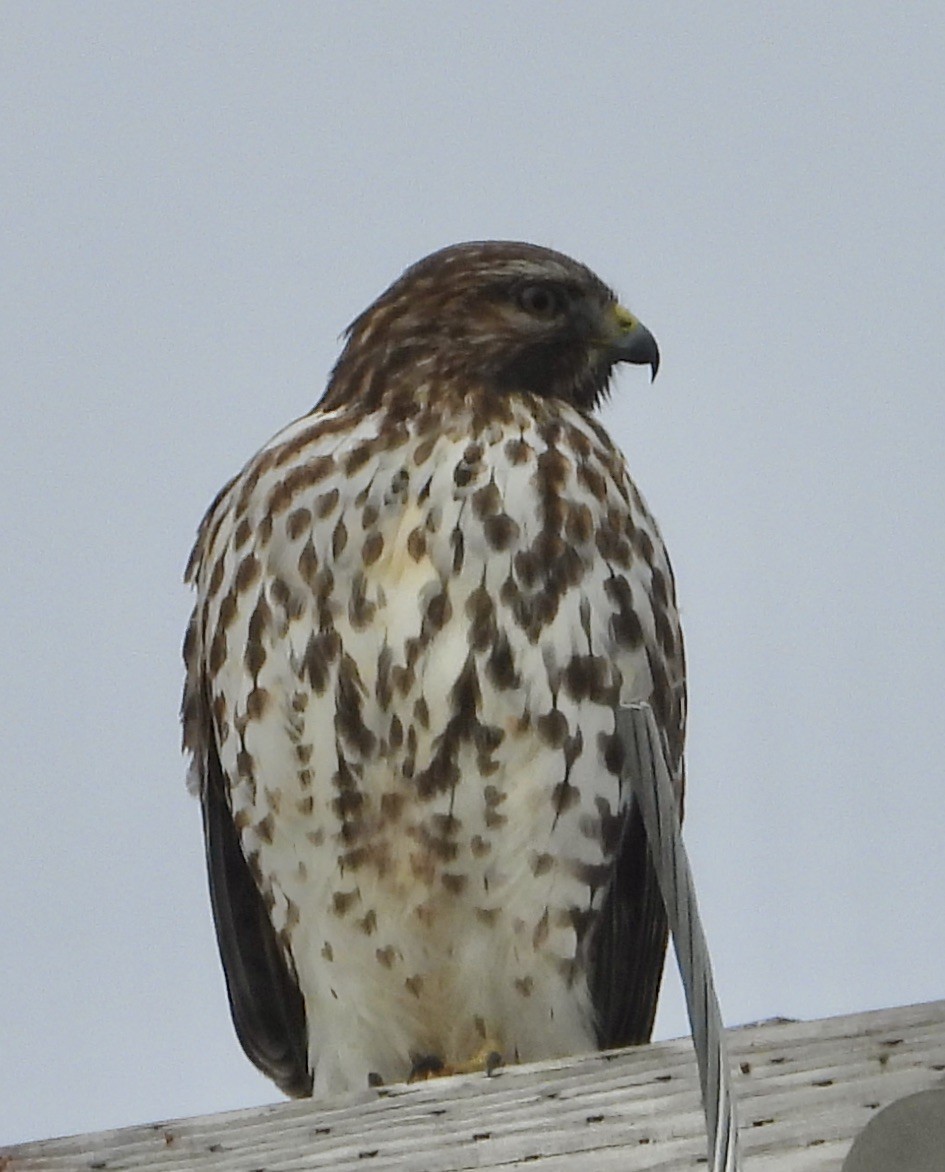 Red-shouldered Hawk - ML646073431