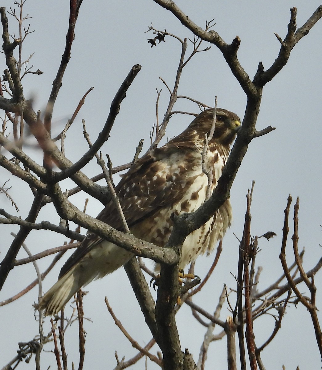 Red-shouldered Hawk - ML646073432