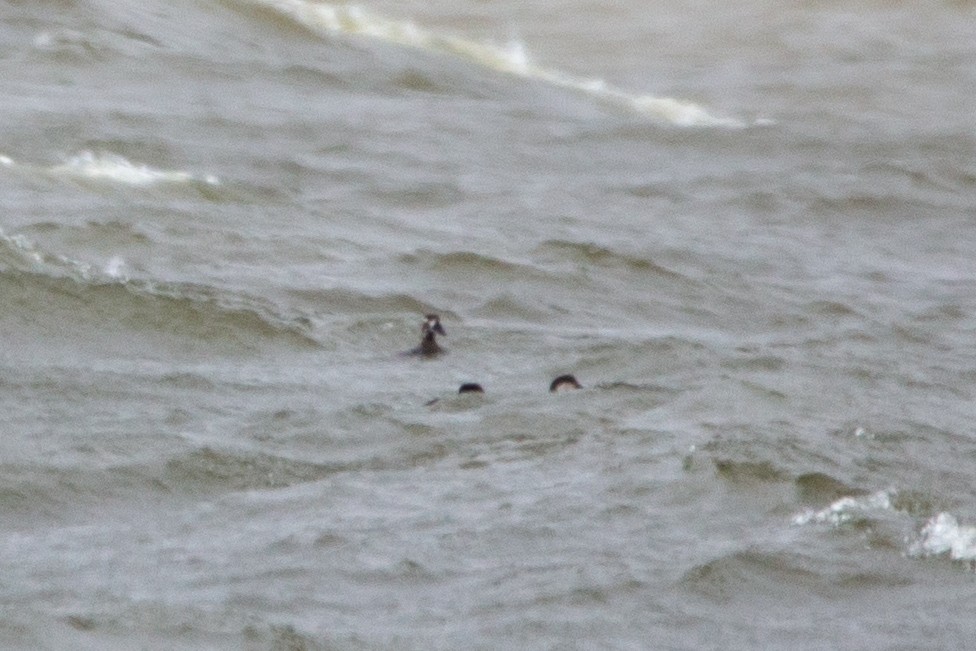 Black Scoter - ML646073435