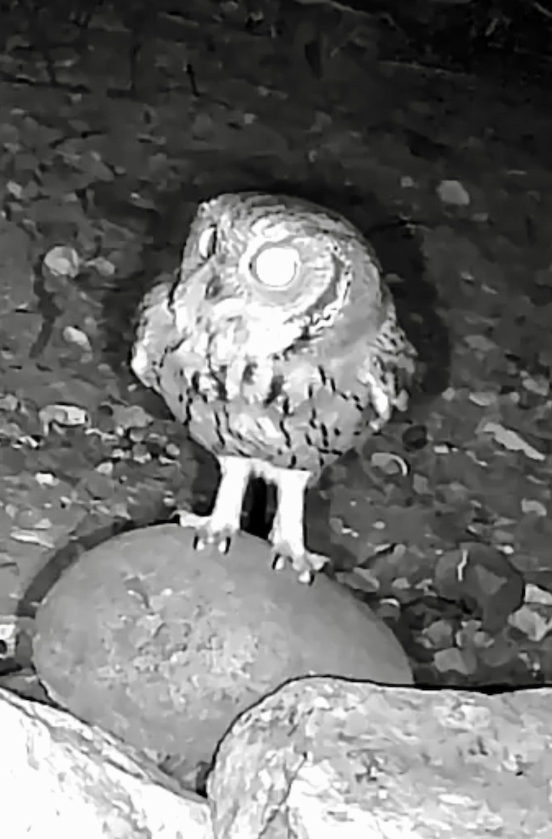 Western Screech-Owl - ML646073437