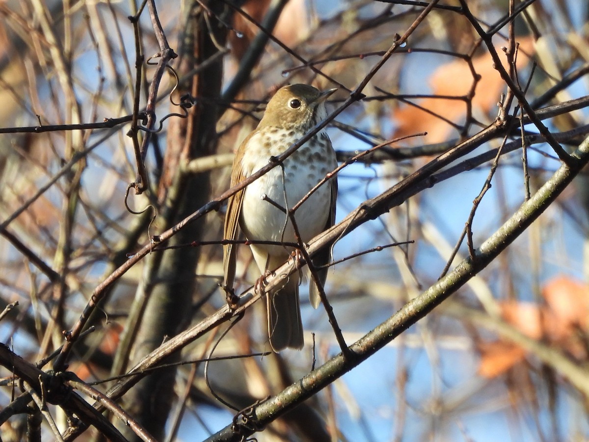 Hermit Thrush - ML646073440