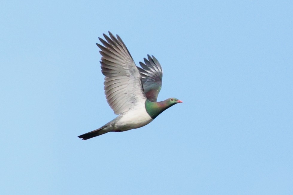 New Zealand Pigeon - ML646073443