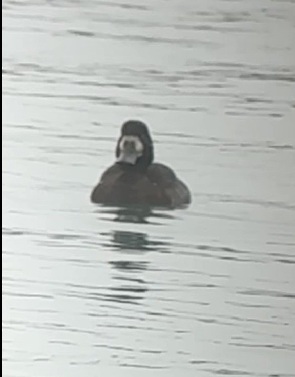 polák kaholka - ML646073447