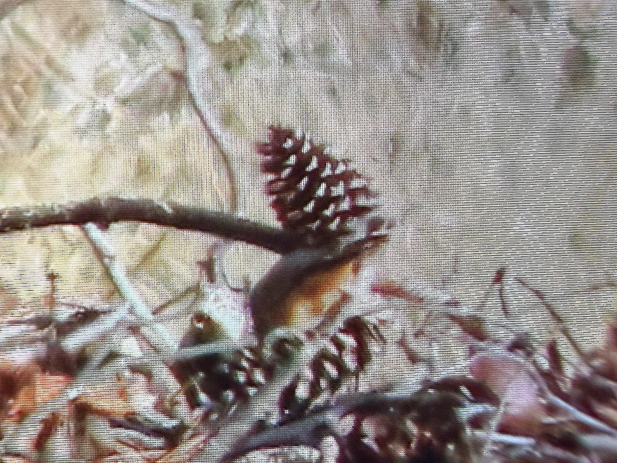 Say's Phoebe - ML646073449