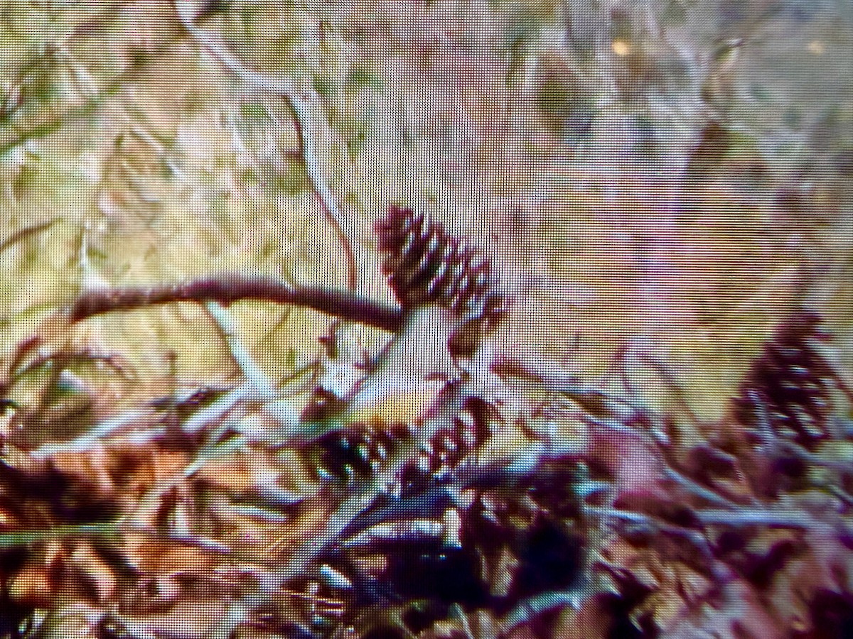 Say's Phoebe - ML646073450