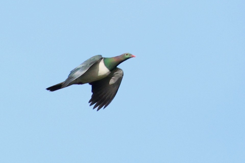 New Zealand Pigeon - ML646073453