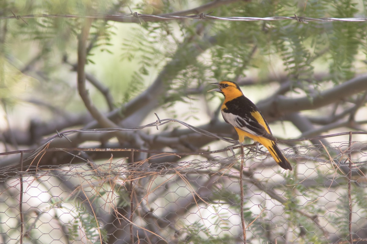 Bullock's Oriole - ML646073454