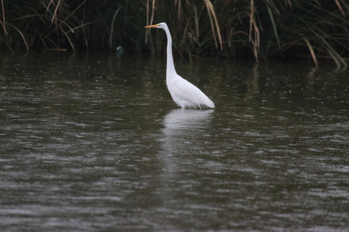 Цасч дэглий - ML646073462